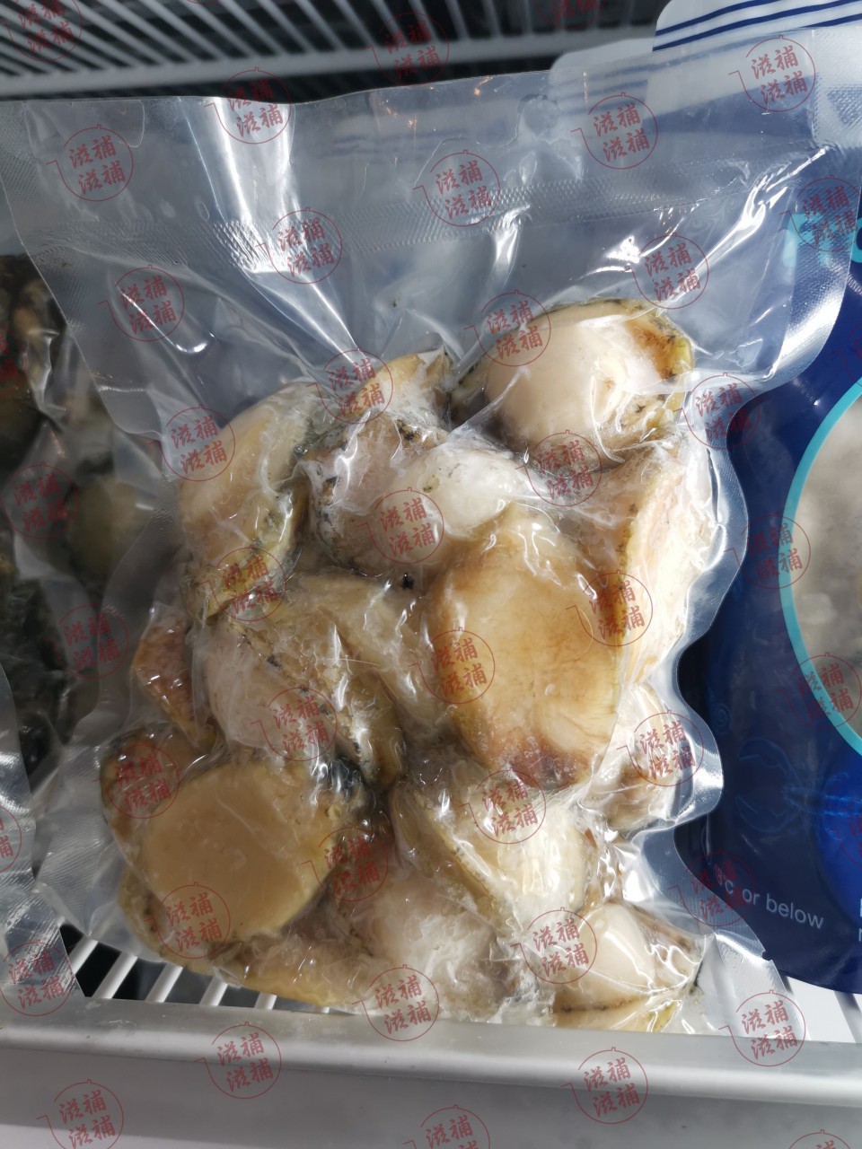 《澳洲深海野生青邊鮑魚BB》