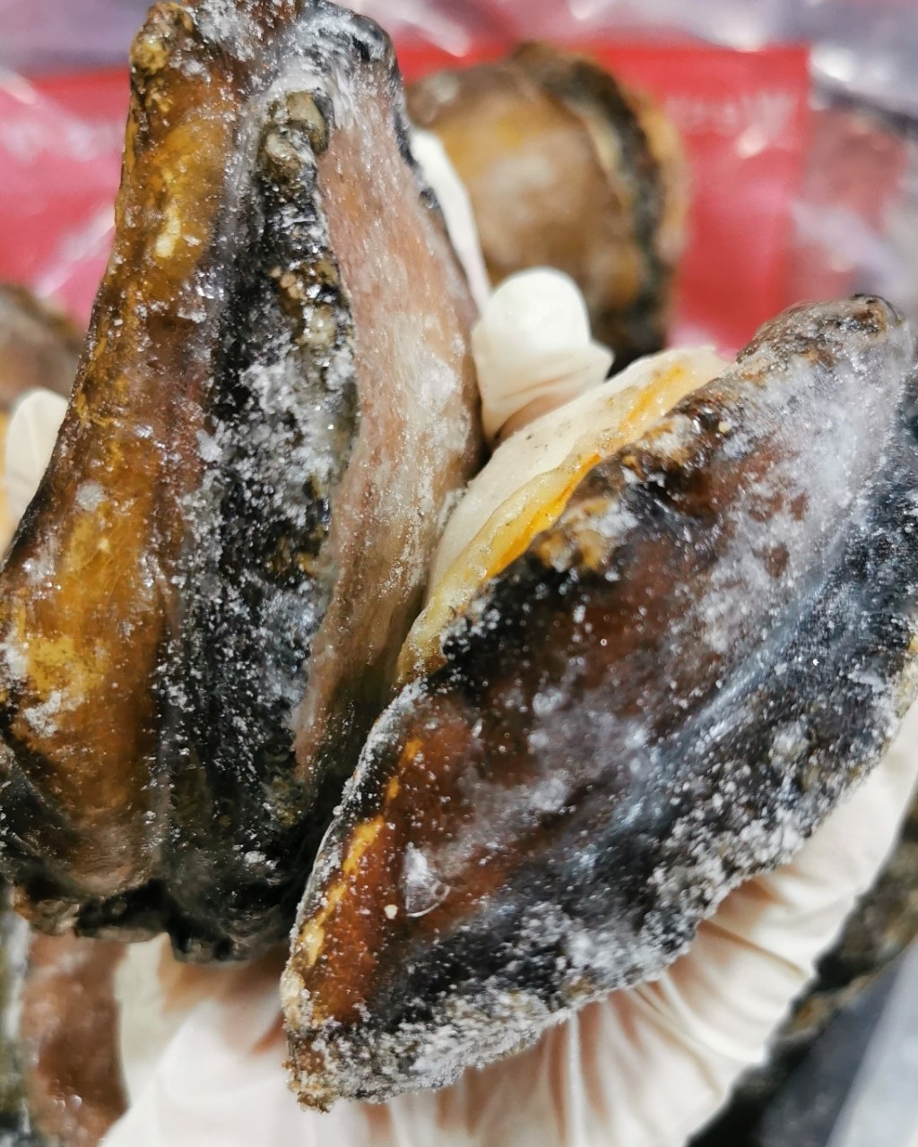 深海野生大黑邊鮑魚