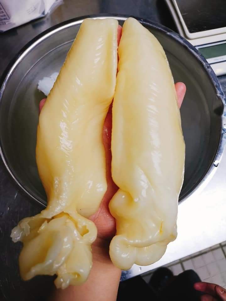 28頭花膠筒