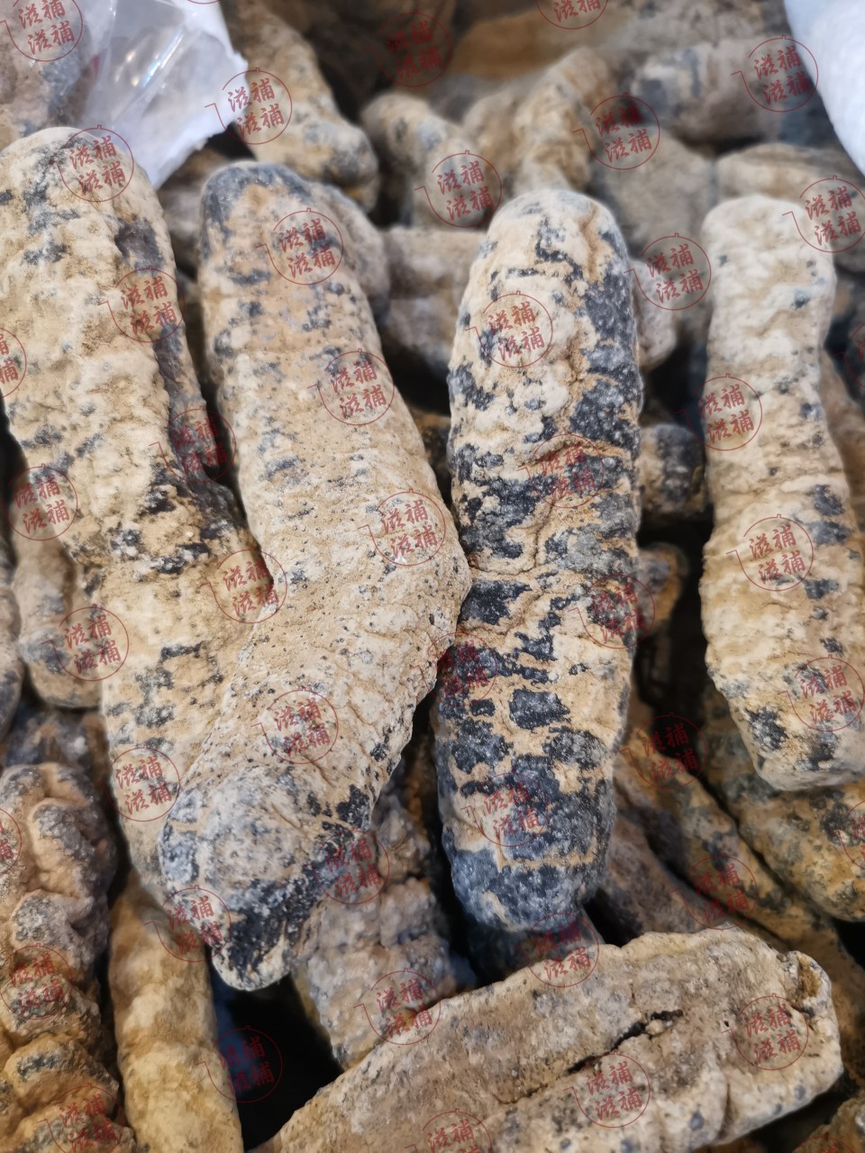 澳洲黃玉參