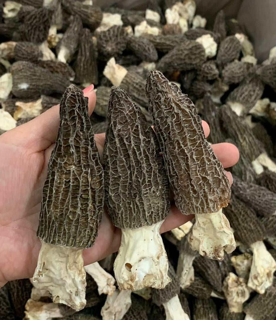特大西藏羊肚菌