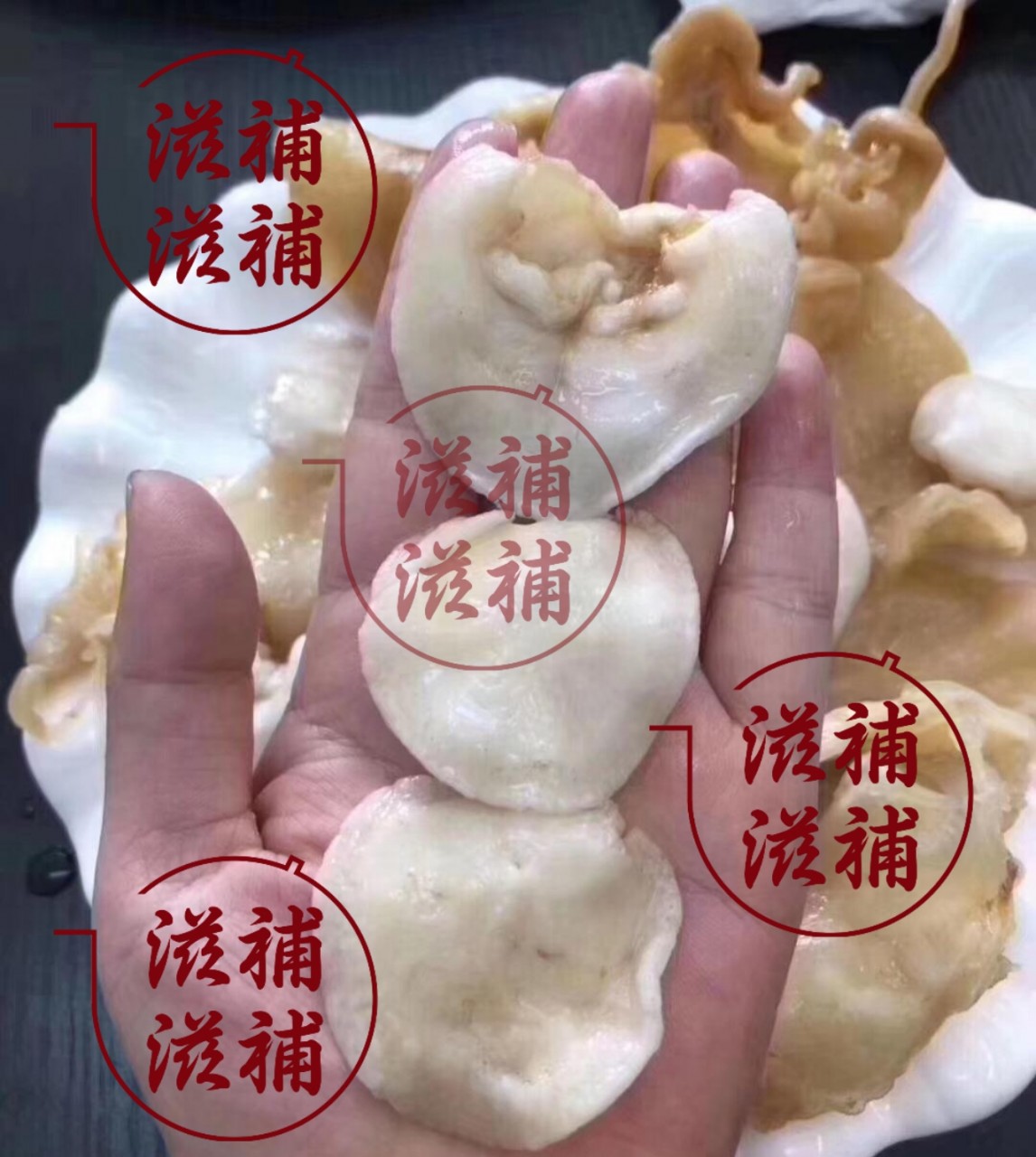 赤魚膠BB
