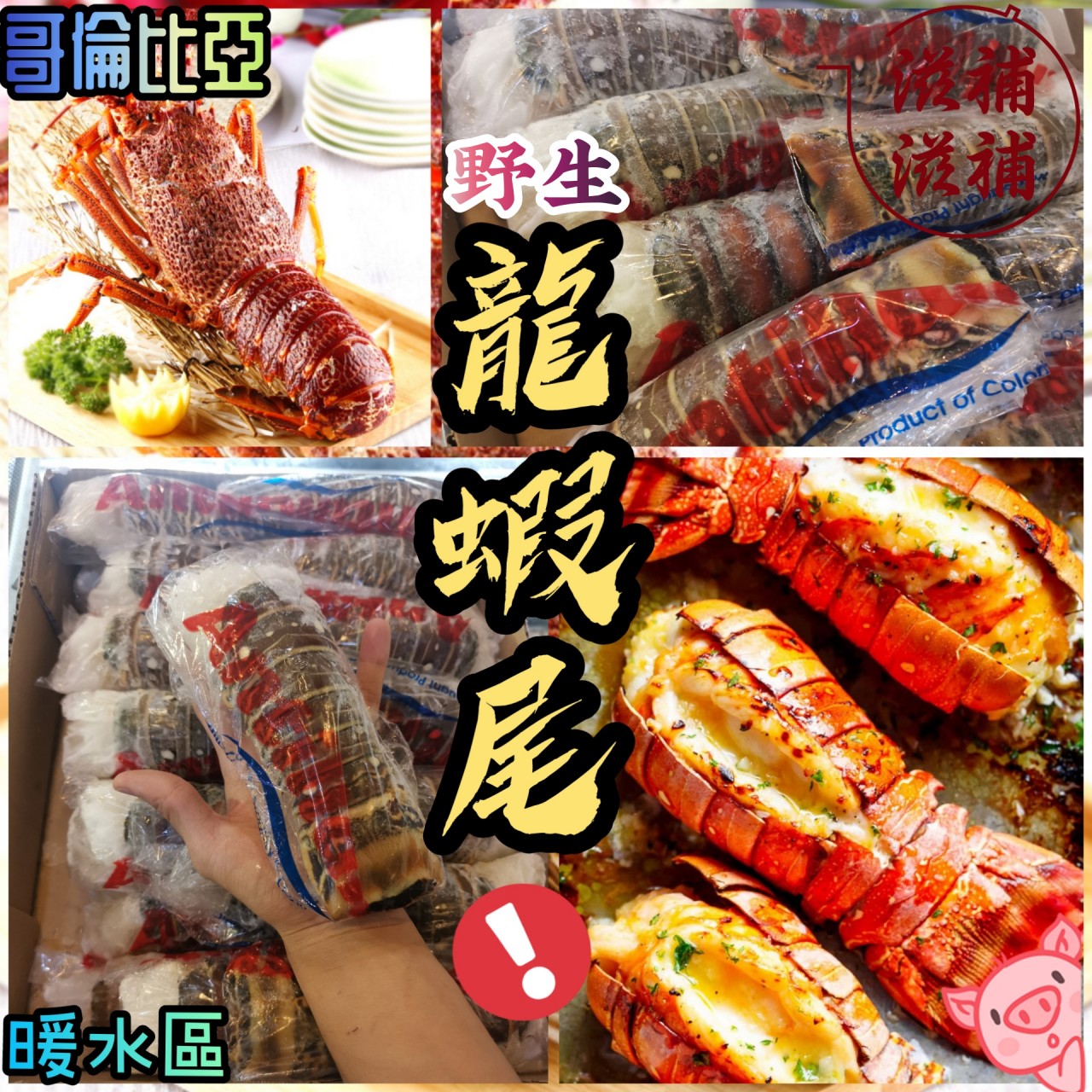 爽口鮮甜野生龍蝦尾