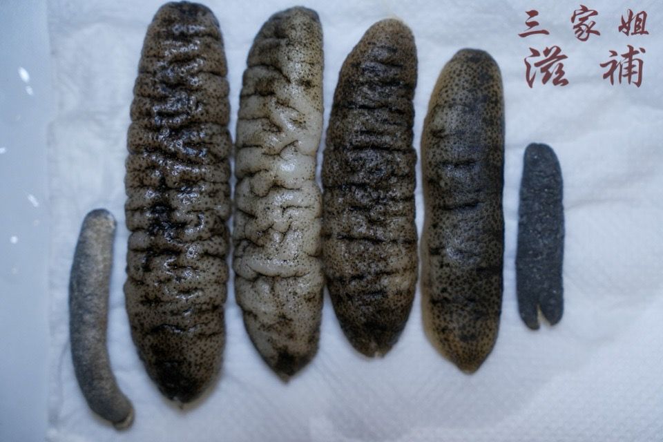 斯里蘭卡禿參