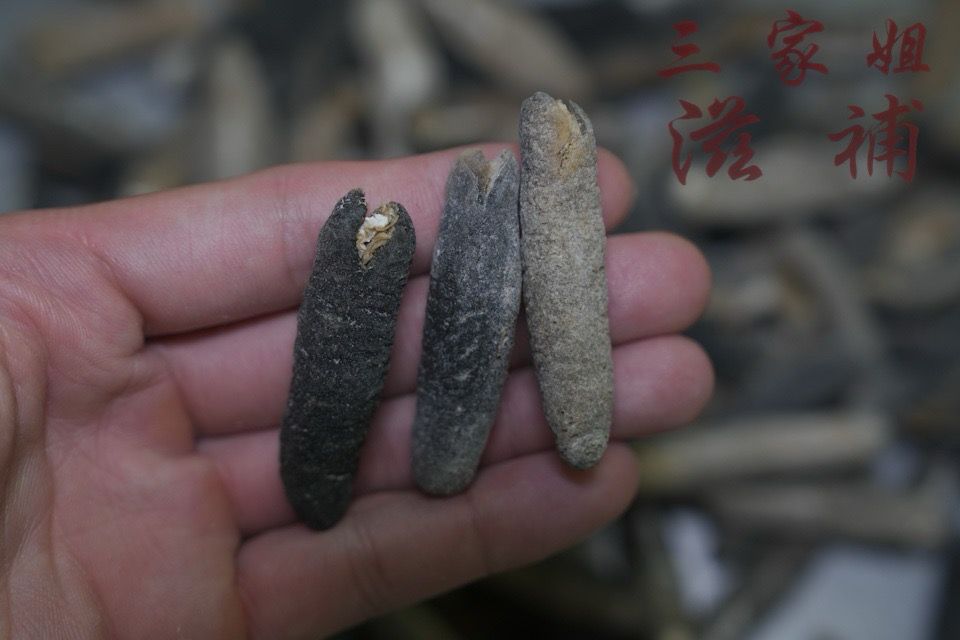 斯里蘭卡禿參