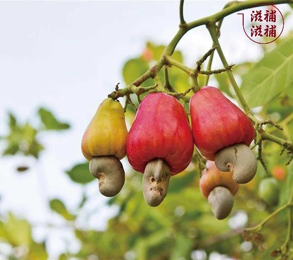 開邊腰果