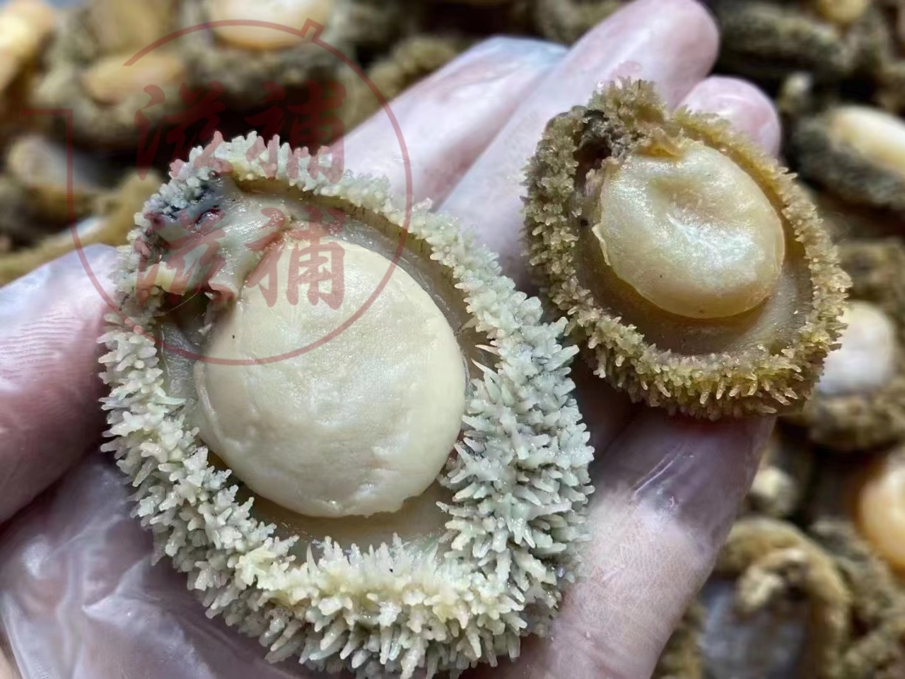 南非鮑魚