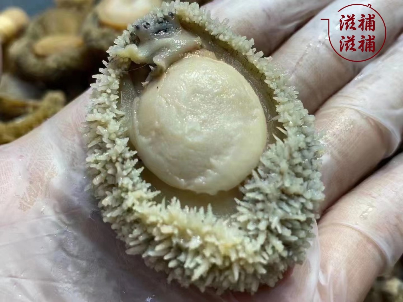 南非鮑魚