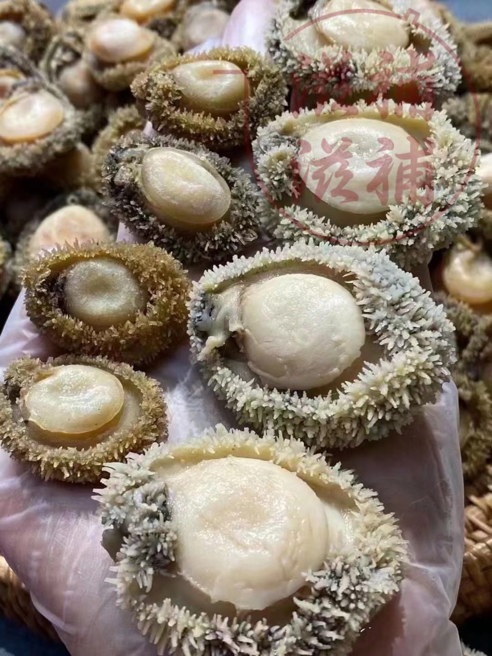 南非鮑魚