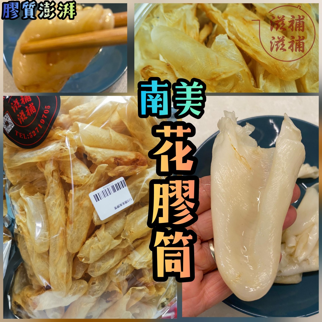 南美肥花膠筒