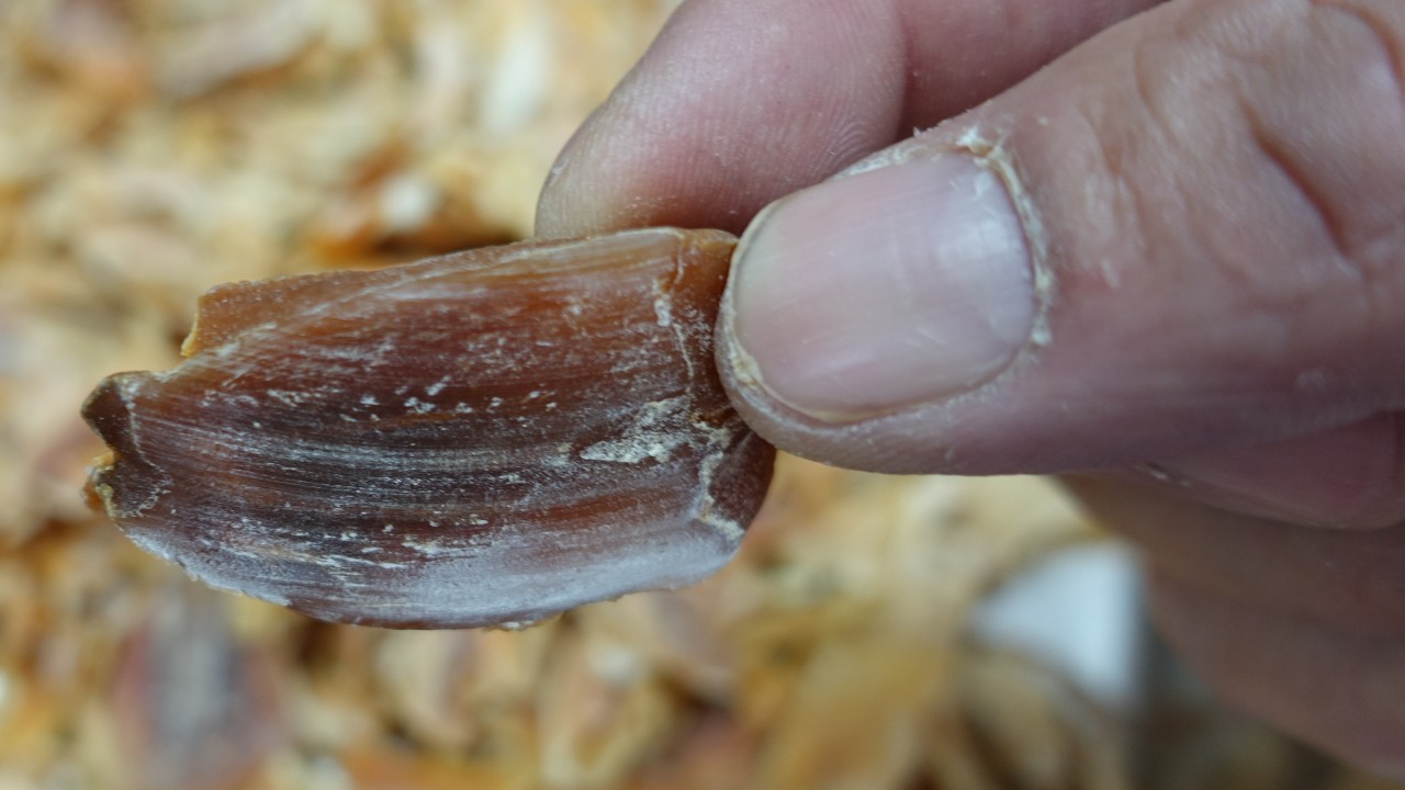原隻南非吉品鮑魚切片
