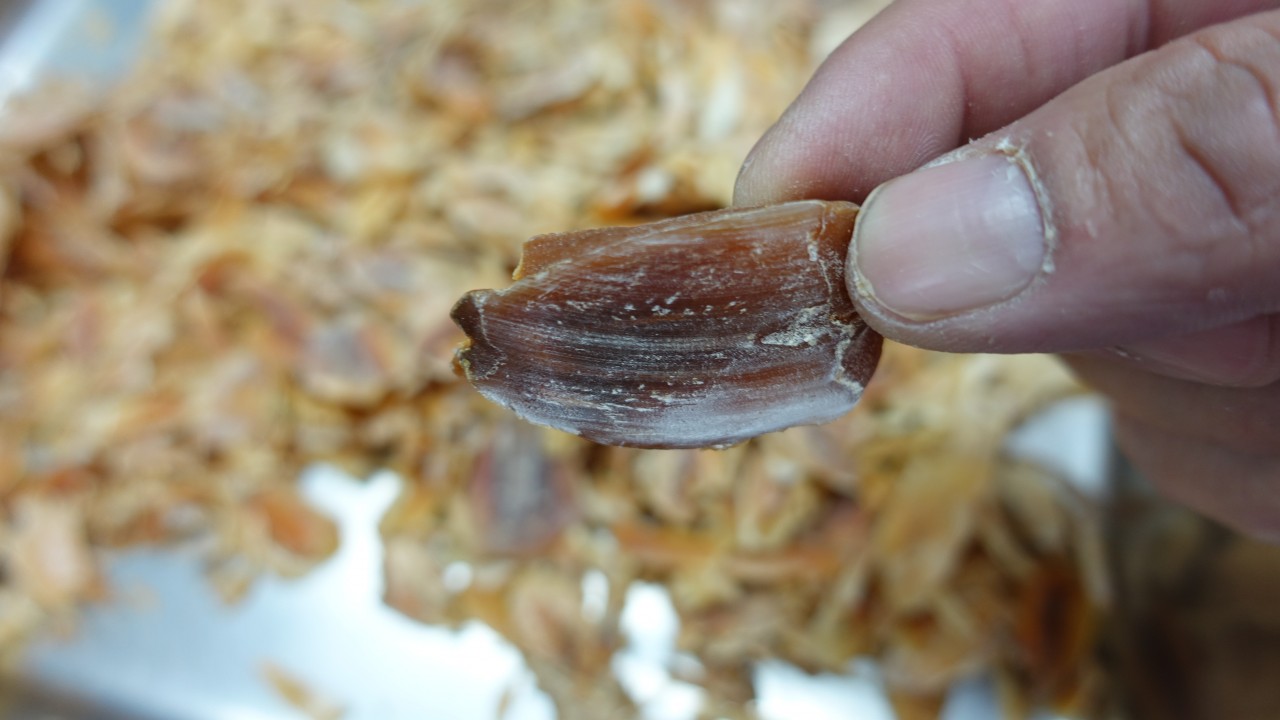 原隻南非吉品鮑魚切片