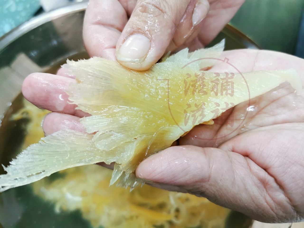 黃金全翅