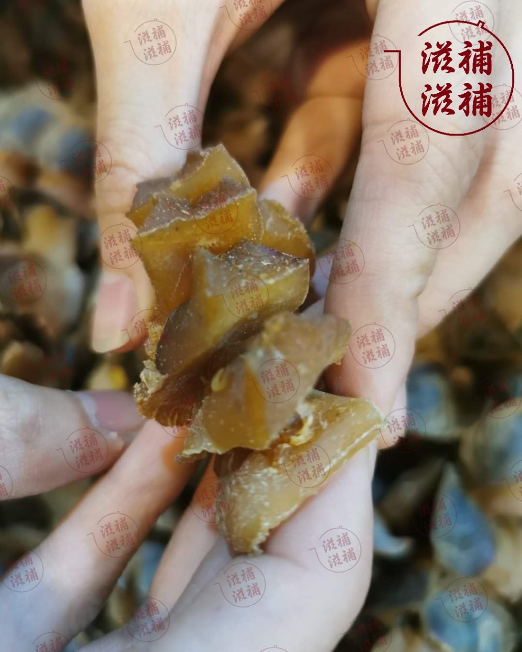 有蓋 厚肉響螺頭