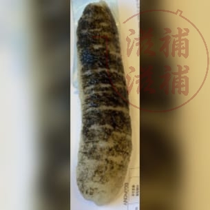 澳洲禿參（55枝）