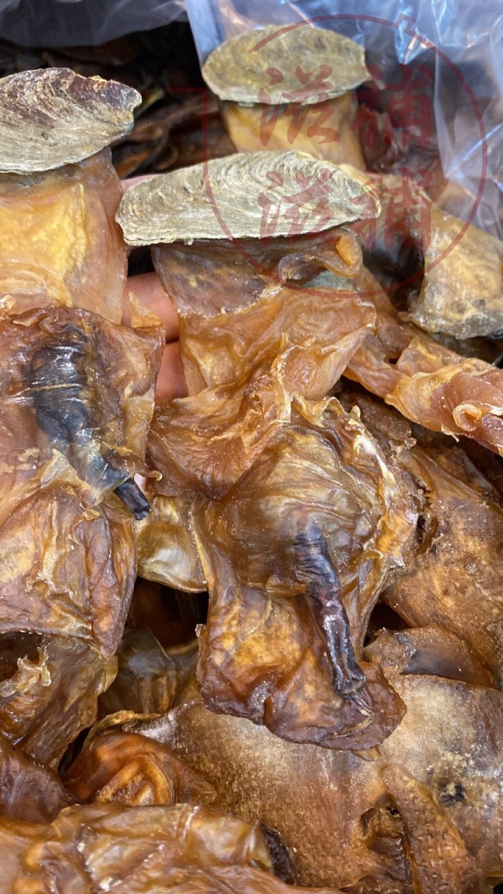 正宗美國帆船牌響螺頭L SIZE