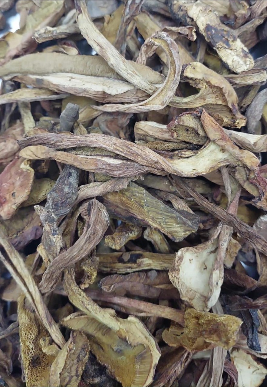 牛肝菌
