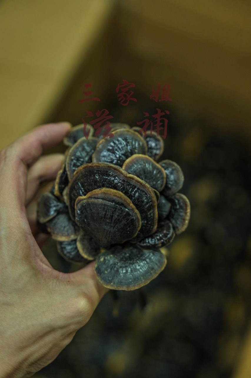 野生小靈芝