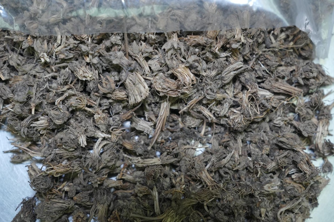 野生貓抓草