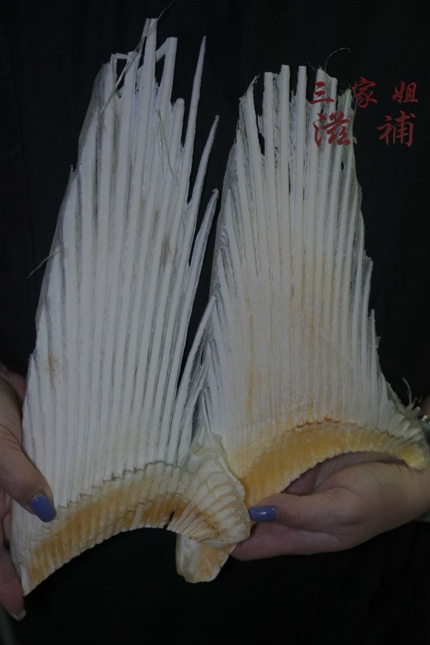 特大沙魚骨