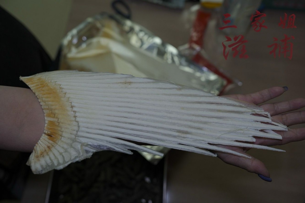 特大沙魚骨