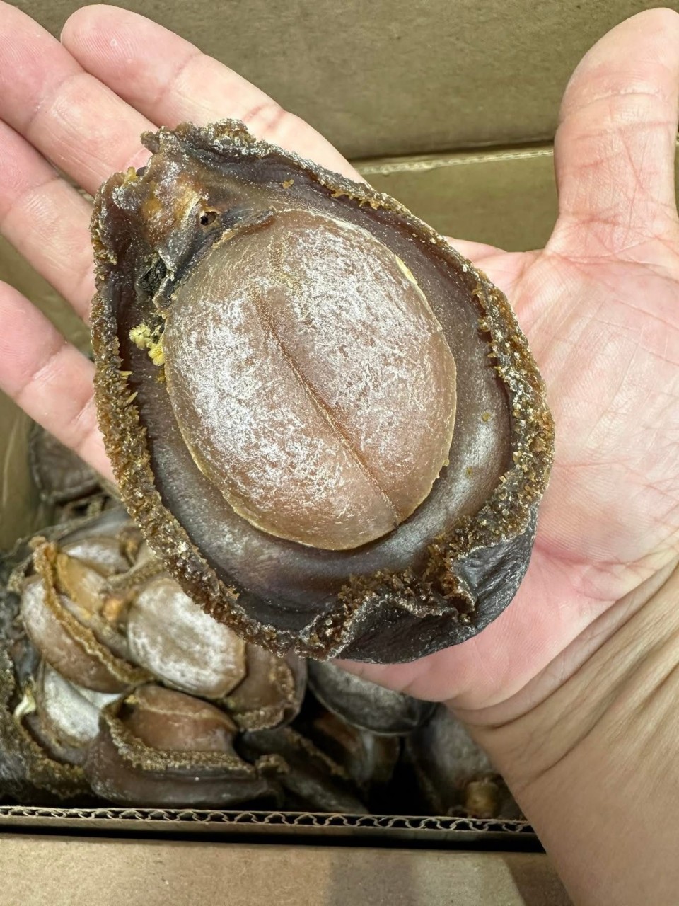 野生南非吉品鮑