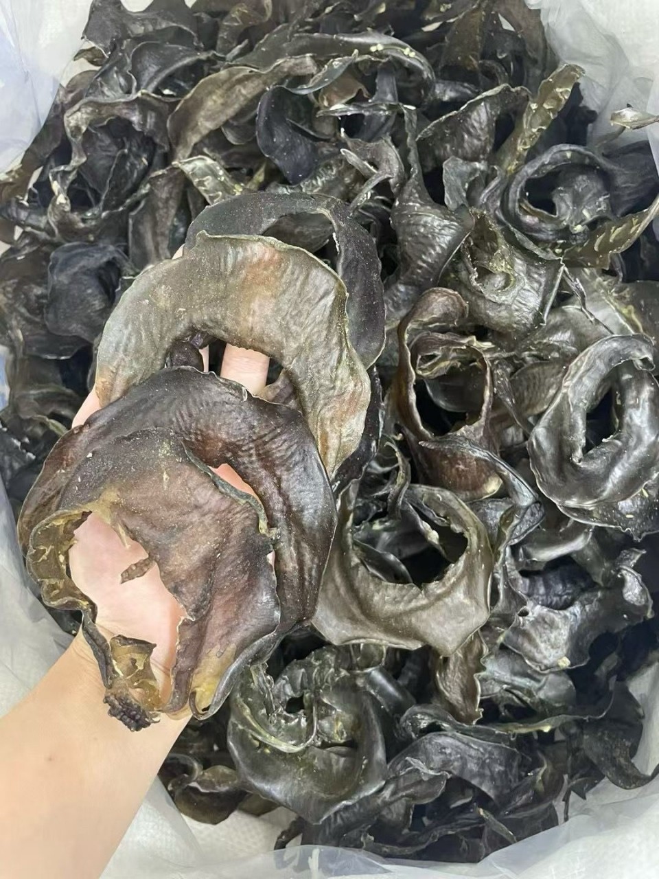 滋補之王：水魚裙邊