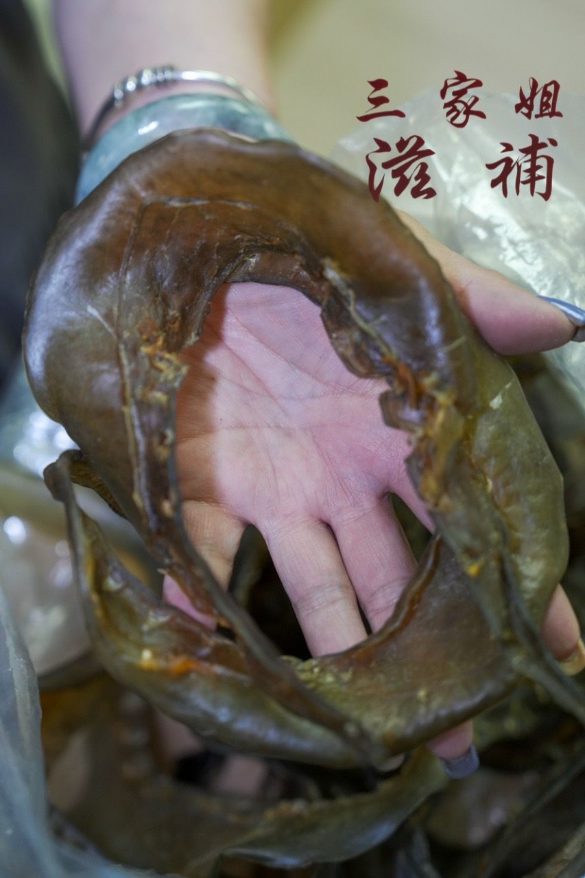滋補之王：水魚裙邊