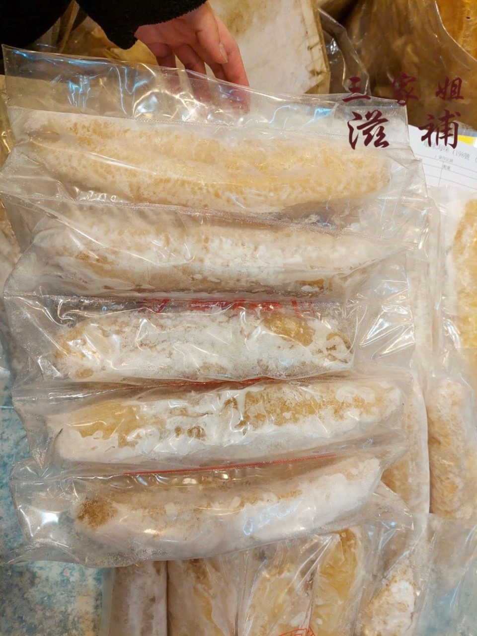 澳洲金沙禿參（28-30頭)