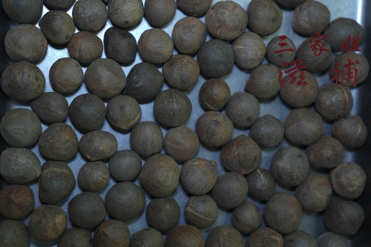 非洲小椰王