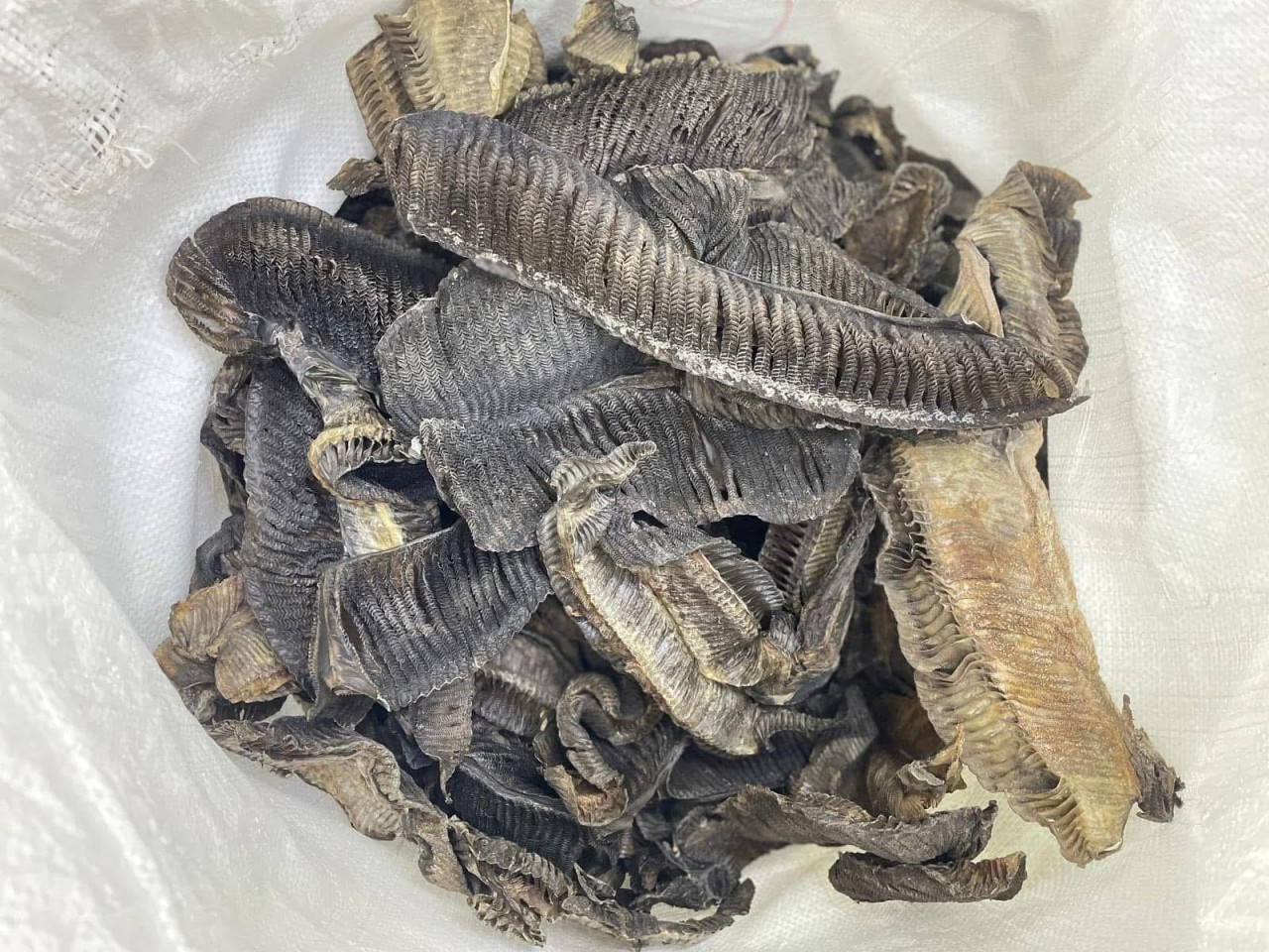 清熱解毒去濕彭魚鰓湯包