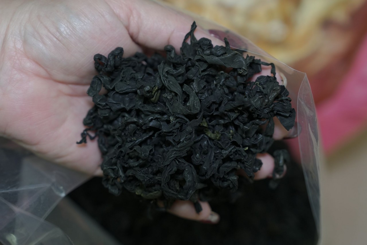 群帶菜（螺旋草)