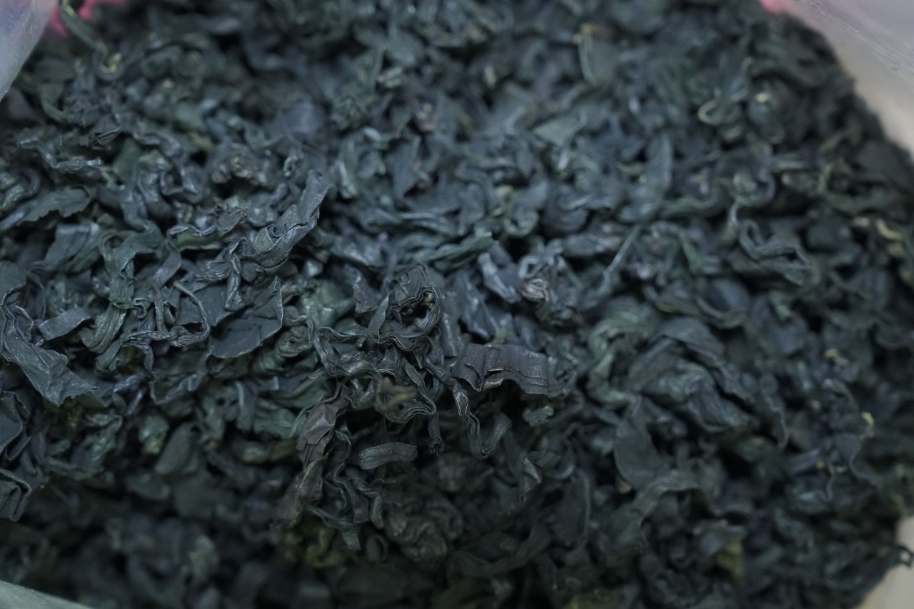 群帶菜（螺旋草)