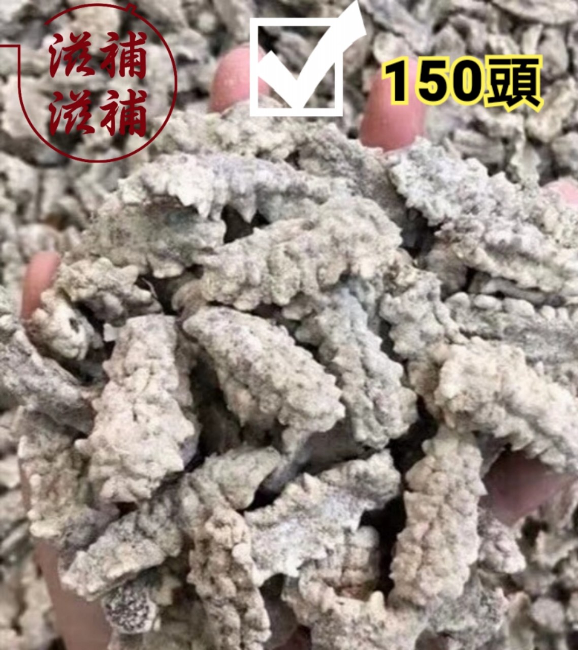 印尼刺參王