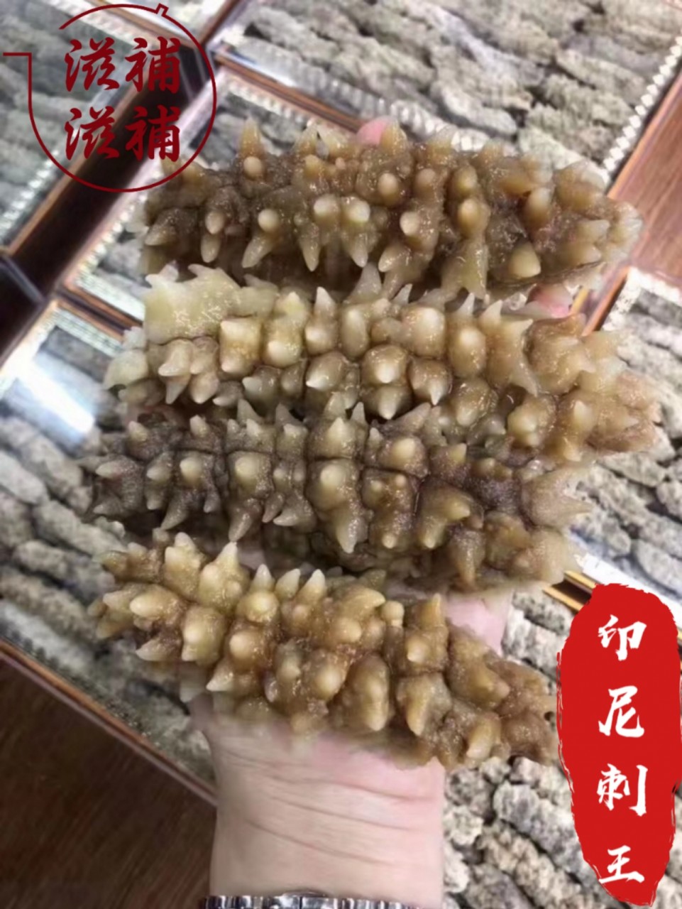 印尼刺參王