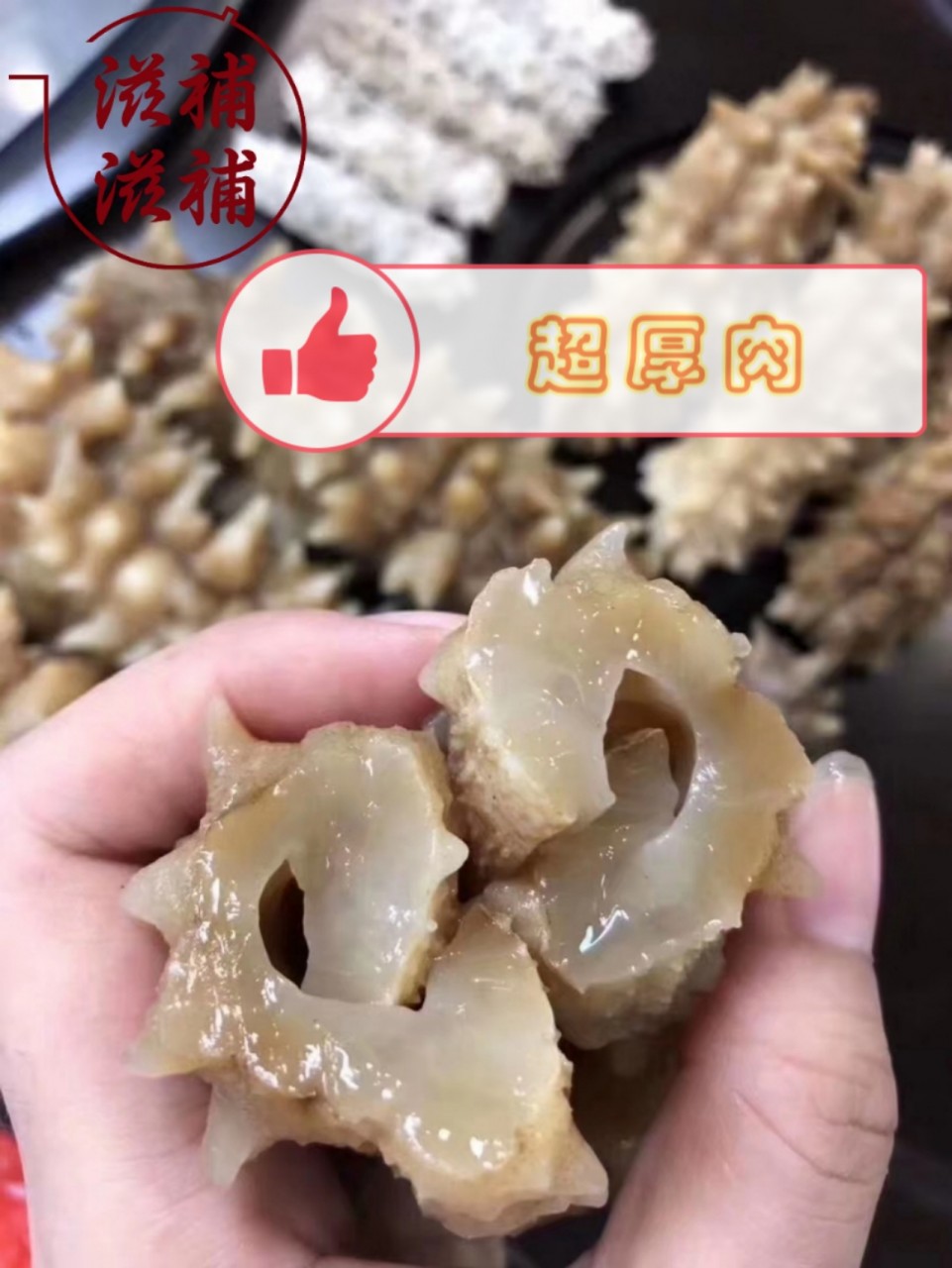 印尼刺參王