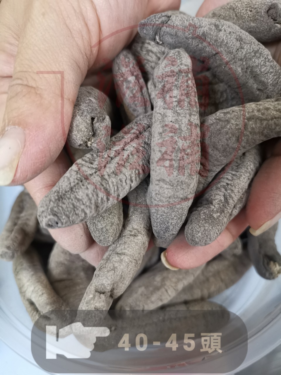 美國野生海參