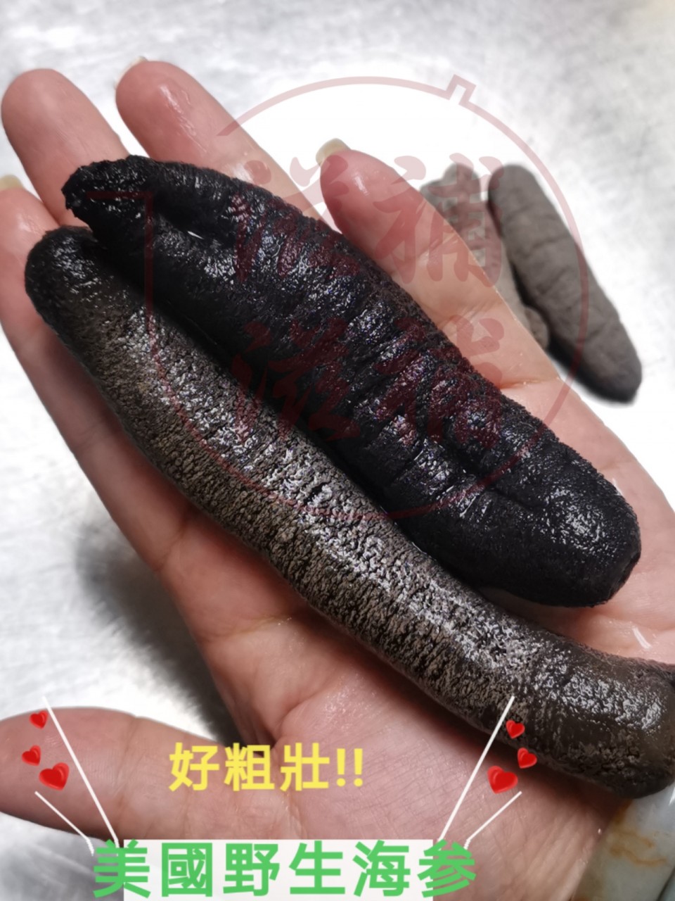 美國野生海參