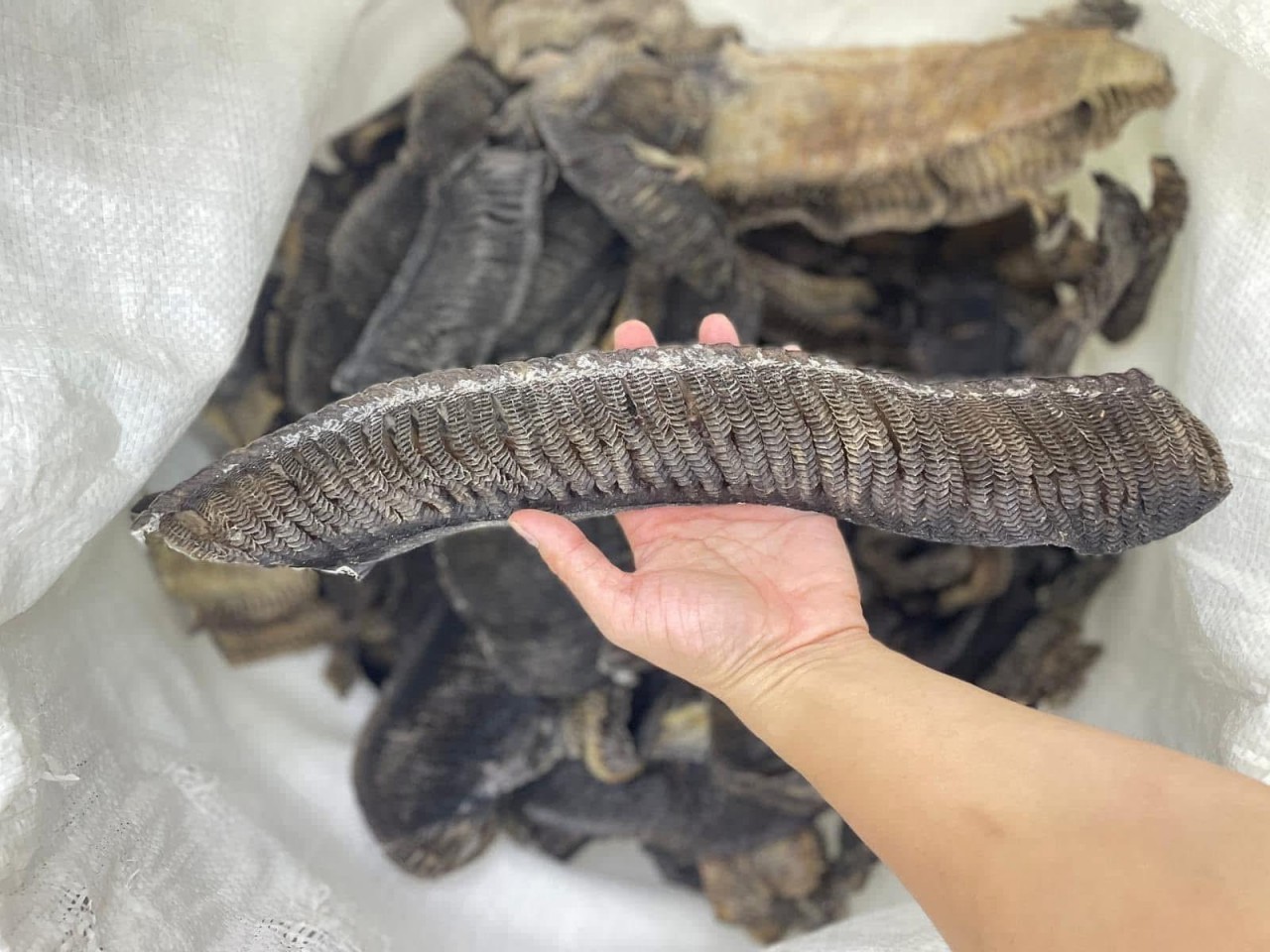 彭魚鰓