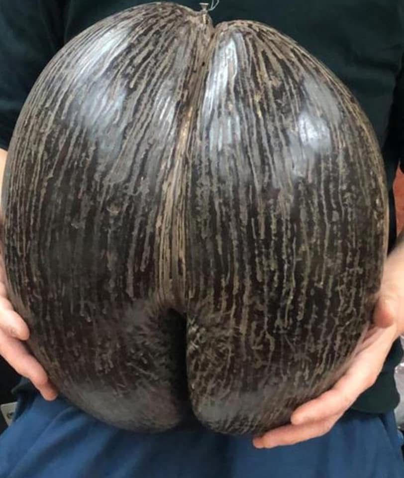 正宗非洲海底椰碎