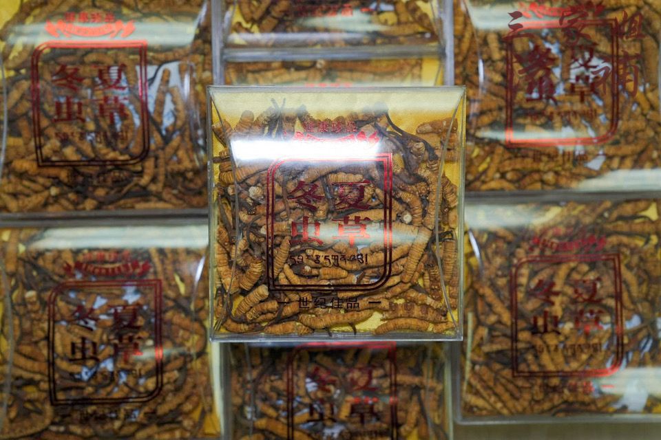斷支冬蟲夏草110-120