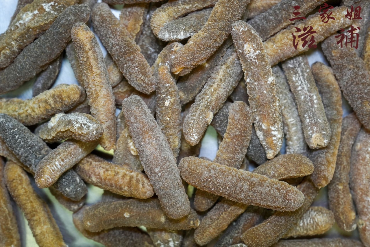 澳洲白玉禿參26-29頭