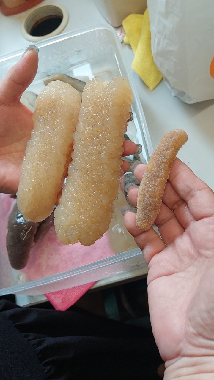 澳洲白玉禿參26-29頭