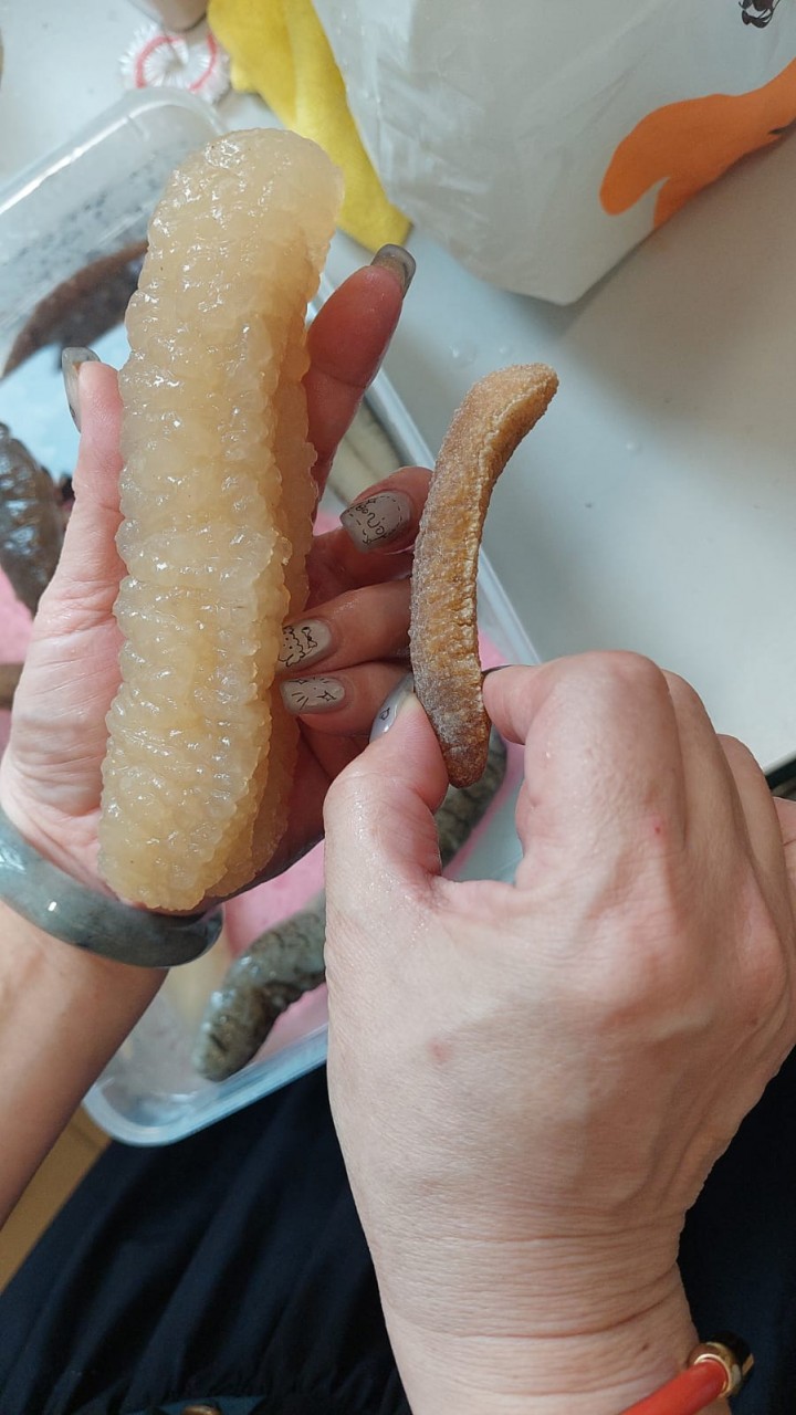 澳洲白玉禿參26-29頭