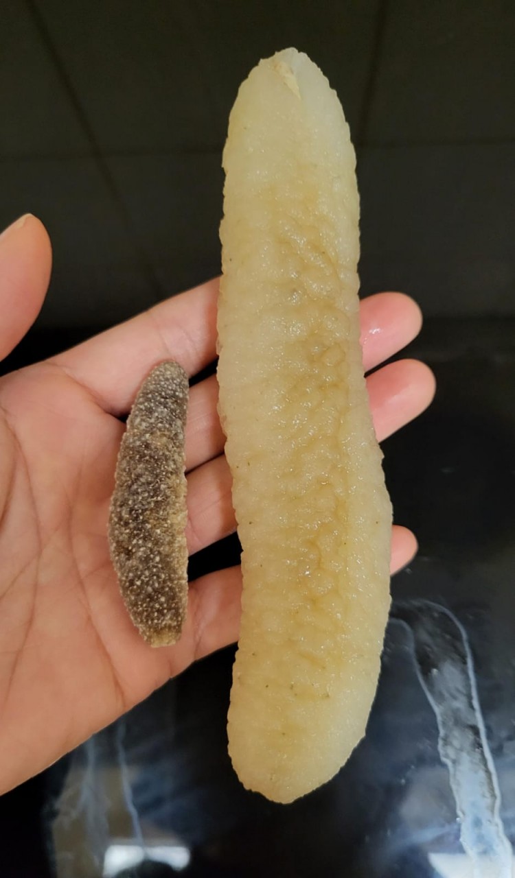 澳洲白玉禿參26-29頭