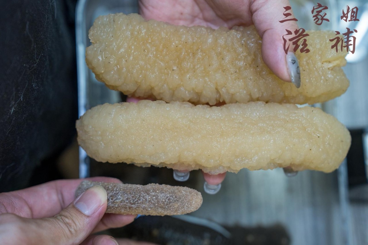 澳洲白玉禿參26-29頭