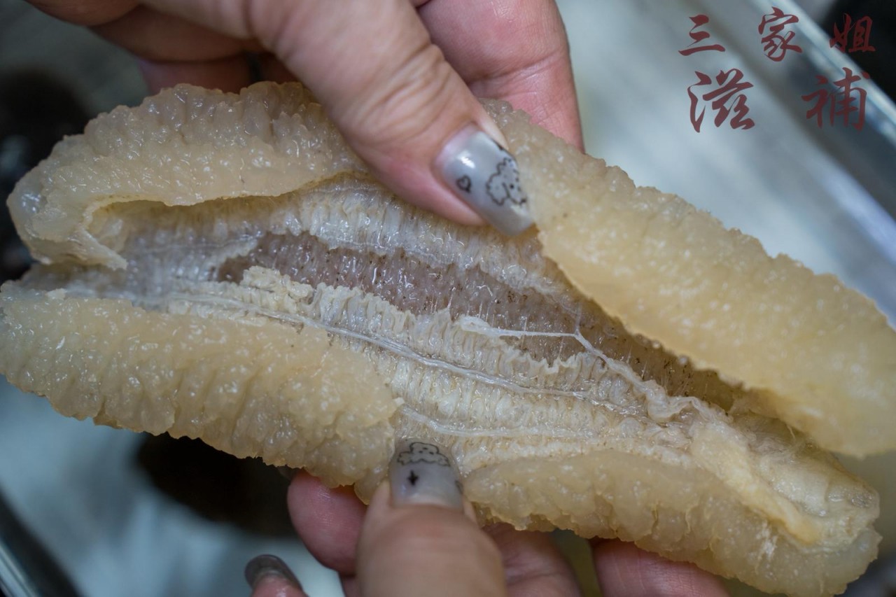 澳洲白玉禿參26-29頭
