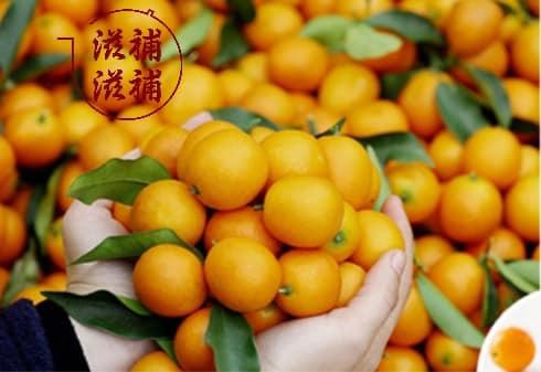 廣東三寶 老藥桔 （六年）