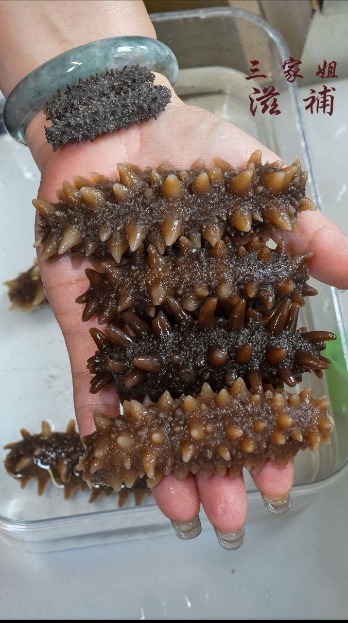 日本關東北海道6排針海參