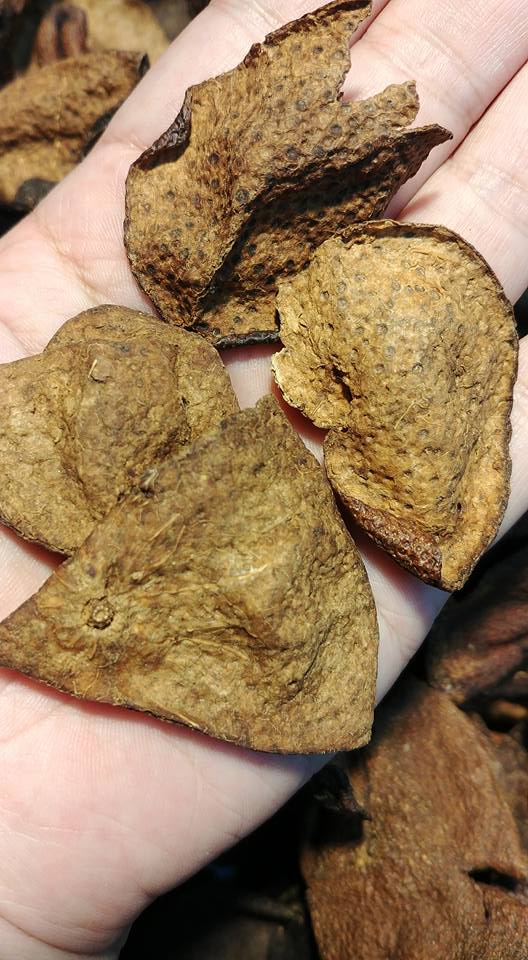 90年蛇膽川貝陳皮(両)